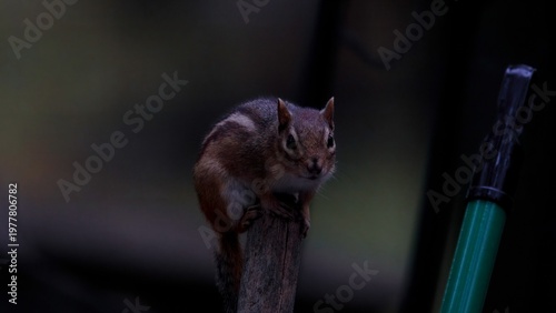 Φωτογραφία chipmunk perched on a rake