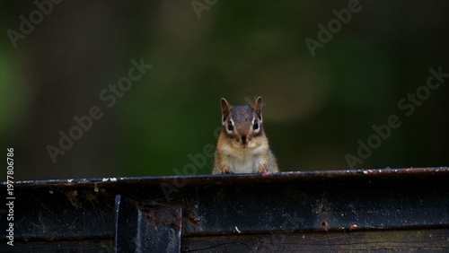 Billede på lærred chipmunk takes a peak