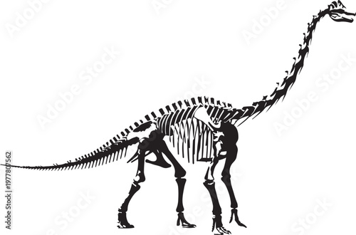 A detailed illustration showcases the complete skeletal structure of a long necked sauropod dinosaur presented in black high quality professional modern elegant stylish clean crisp vibrant