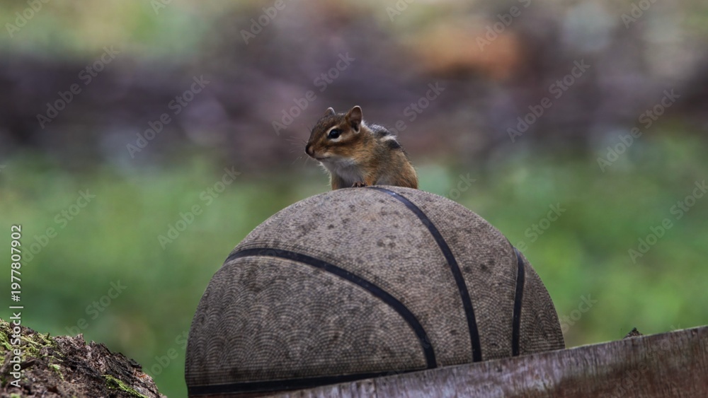 Fototapeta premium chipmunk on basketball