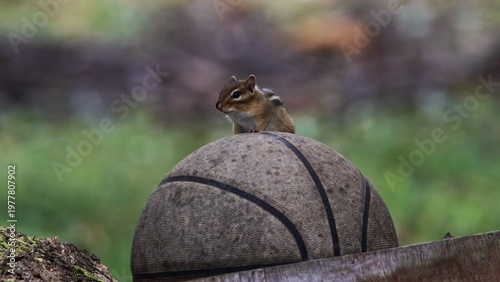 chipmunk on basketball