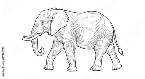 African Elephant Walking Side View Line Drawing Sketch Isolated White Background