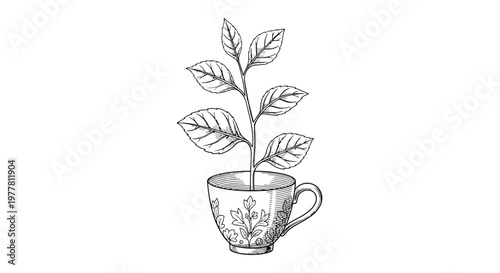 Hand-drawn illustration of a tea plant growing from a decorative teacup