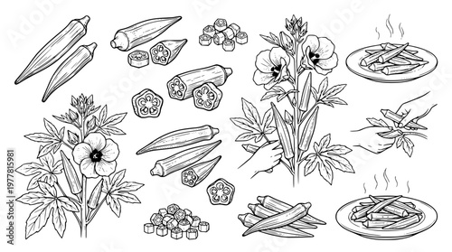 Okra vegetable and plant vector graphic illustration set