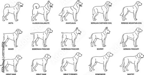 Hand-drawn Dog Breeds Set Featuring Akita, Boxer, Doberman Pinscher, and Mastiff in Minimalist Style