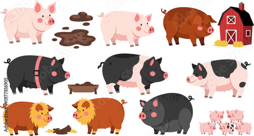 Vector Illustration Set of Pigs in Different Breeds, Posing in the Farm with Barn and Mud