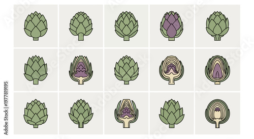 Artichoke Cutaway: Whole and Halved Stages of Vegetable Preparation and Growth