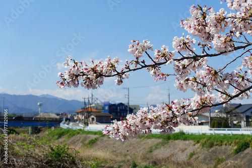 青空と桜の風景