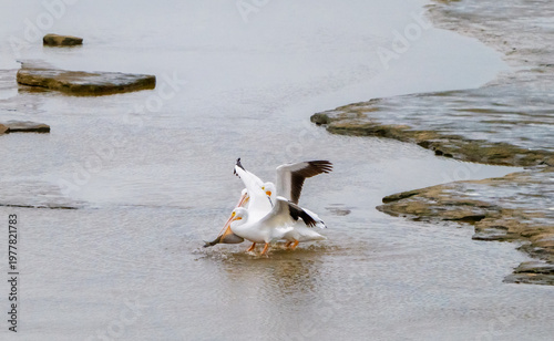фотографія Three American White Pelicans Tussle Over A Large Fish