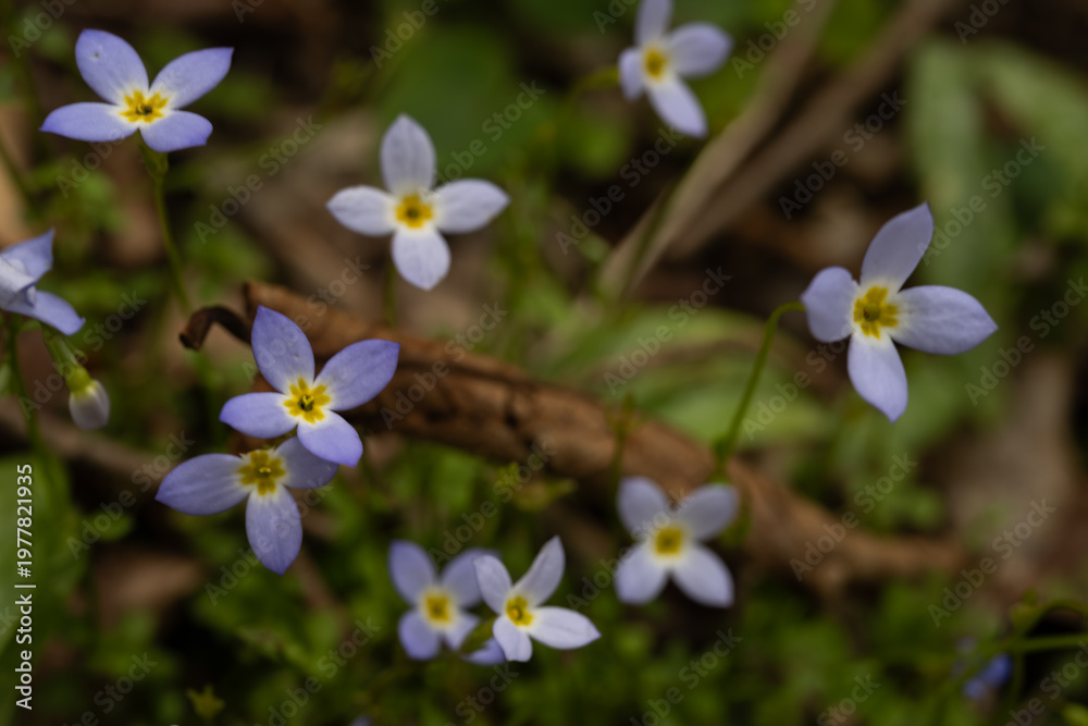 Fototapeta premium Tiny Blossoms of Bluet Flowers Close Up in the Smokies