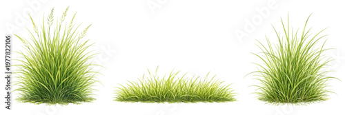 A watercolor set of green grass plants featuring lush grass clumps, wild meadow grass tufts, and long thin green blades isolated on white background.