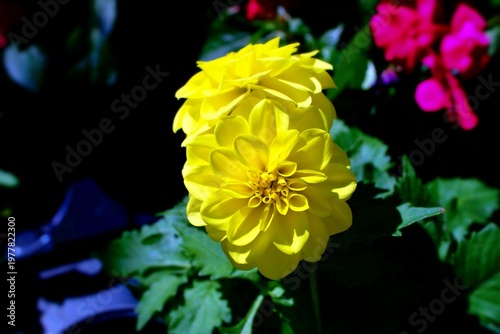 Foto Twin golden dahlias glowing against deep green leaves, their layered petals unfolding like sunlit spirals while distant magenta blooms soften the background into a gentle haze