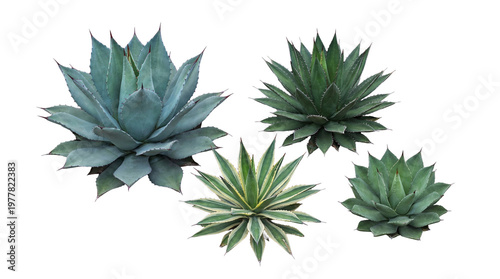 Group of various agave plants, including a variegated succulent, in different sizes and perspectives, on transparent.