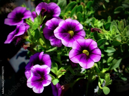 Velvety purple blooms fade from deep indigo to soft lavender at the edges, their glowing centers rising from a dense bed of green leaves touched by warm sunlight.