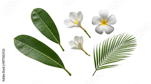 Fotografie Vibrant white frangipani flowers and lush tropical green leaves, including a palm frond, on a transparent background