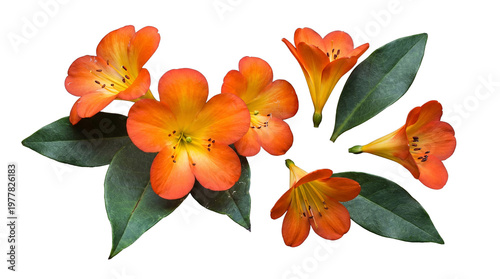 фотографія Artful composition of bright orange flowers and rich green leaves