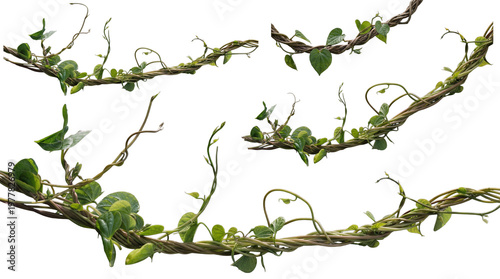 Fotografi Lush jungle vines with green leaves in a natural, tangled arrangement, showcasing tropical wilderness elements