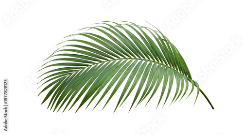 Slika na platnu Two green palm fronds gracefully overlap, displaying natural tropical foliage and vibrant texture on a transparent