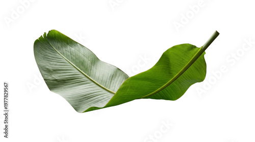 Slika na platnu Two vibrant green banana leaves gracefully overlapping, isolated on a transparent background for exotic designs