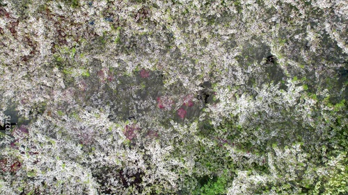 High angle view of pedestrians walking in the shadows of white cherry blossom trees in sunny spring day, 4k real time footage. 