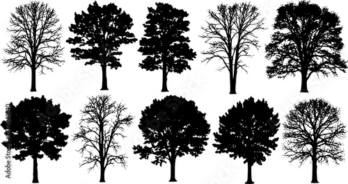 various deciduous trees silhouettes on the white background