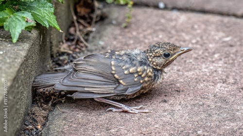 fledgling. A fledgling bird with ruffled feathers on the ground near its nest. wildlife magazines, conservation campaigns, designed for eco-tourism storytelling, used by event planners.