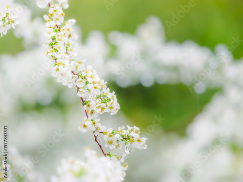 雨上がりの水滴のついたユキヤナギの花。春の公園や花壇を彩るユキヤナギのある風景。自然風景素材。