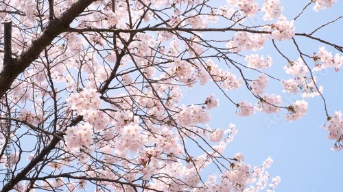 Pink cherry blossom branches against blue sky.