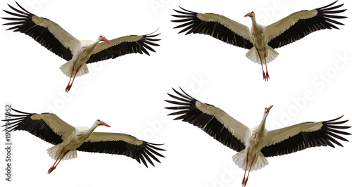 Flying Stork Bird Collection with Different Wing Poses for Wildlife, Nature, and Birdwatching Illustrations
