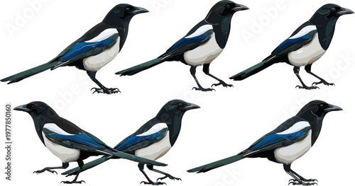 Magpie Bird Collection Featuring Different Poses and Detailed Illustrations for Wildlife, Nature, and Birdwatching Designs