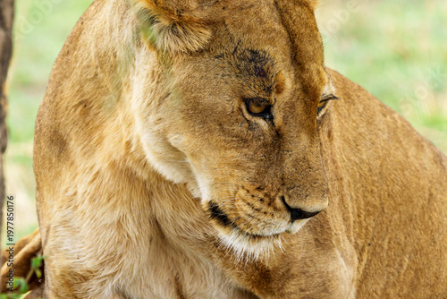 Close-up, side profile shot of a lioness (Panthera leo) in sitting position with head filling most of frame