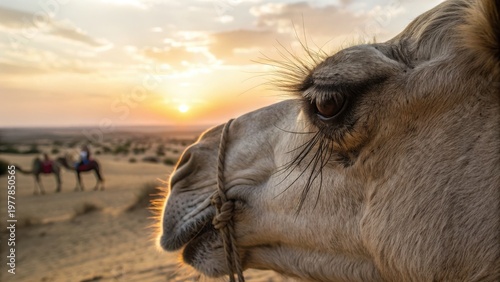 Close view of camel with long eyelashes during safari in india desert at sunset with two riders on camels in background