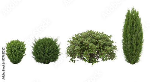 Three progressively larger green shrubs arranged in a row