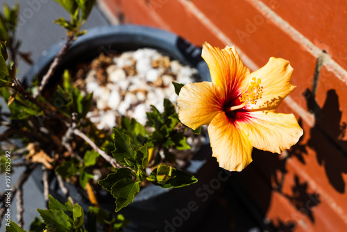 yellow hibiscus plant in pot beside red brick exterior house wall