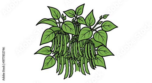 Green chili pepper plant with leaves.