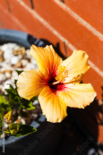 yellow hibiscus plant in pot beside red brick exterior house wall