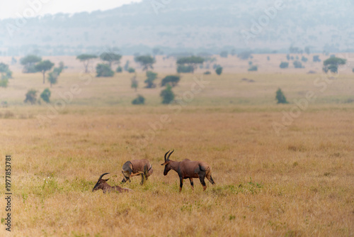 A small group of Topi antelopes (Damaliscus lunatus or Damaliscus korrigum) in a dry, expansive Serengeti savanna
