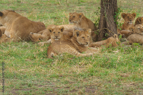 A serene pride of young African lions (panthera leo) rest in the dappled shade of a textured tree