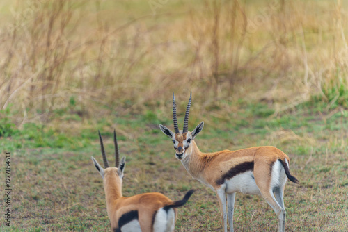 Two Thomson's gazelles in their natural habitat, likely the East African Serengeti savanna.