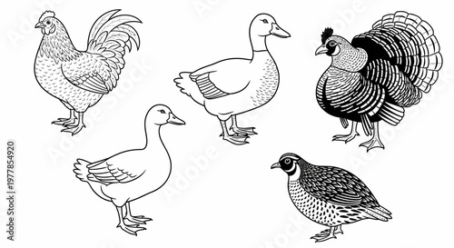 Group of domestic farm birds standing.