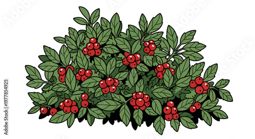 Holly Bush with Red Berries.