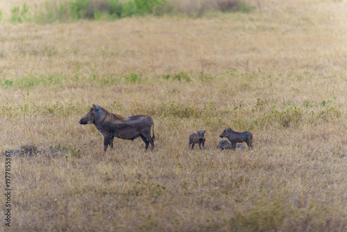 common warthog family (Phacochoerus africanus) in their natural habitat.