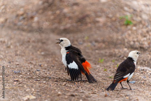 A sharp, detailed shot of two White-headed Buffalo Weavers (Dinemellia dinemelli) on ground in Serengeti Tanzania.