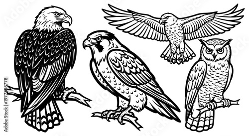 Birds of Prey in Flight Perched.