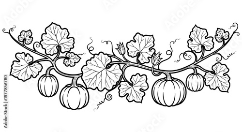 Black and white pumpkin vine drawing.