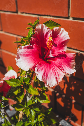 pink hibiscus plant in pot beside red brick exterior house wall