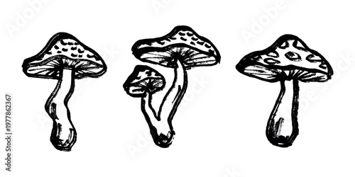 Hand drawn mushroom doodle set Botanical illustration Cute autumn mushroom Healthy eco food Organic vegetarian food For stickers, greeting card, design, print, packaging, decor, kids books