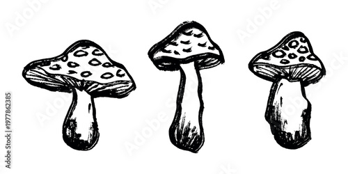Hand drawn mushroom doodle set Botanical illustration Cute autumn mushroom Healthy eco food Organic vegetarian food For stickers, greeting card, design, print, packaging, decor, kids books