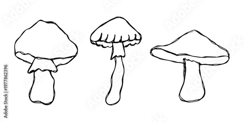 Hand drawn mushroom doodle set Botanical illustration Cute autumn mushroom Healthy eco food Organic vegetarian food For stickers, greeting card, design, print, packaging, decor, kids books