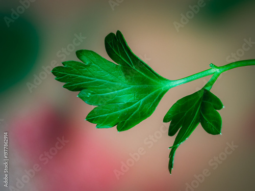 Fotografía Macro close up of fresh green parsley leaf with visible veins on soft blurred ba